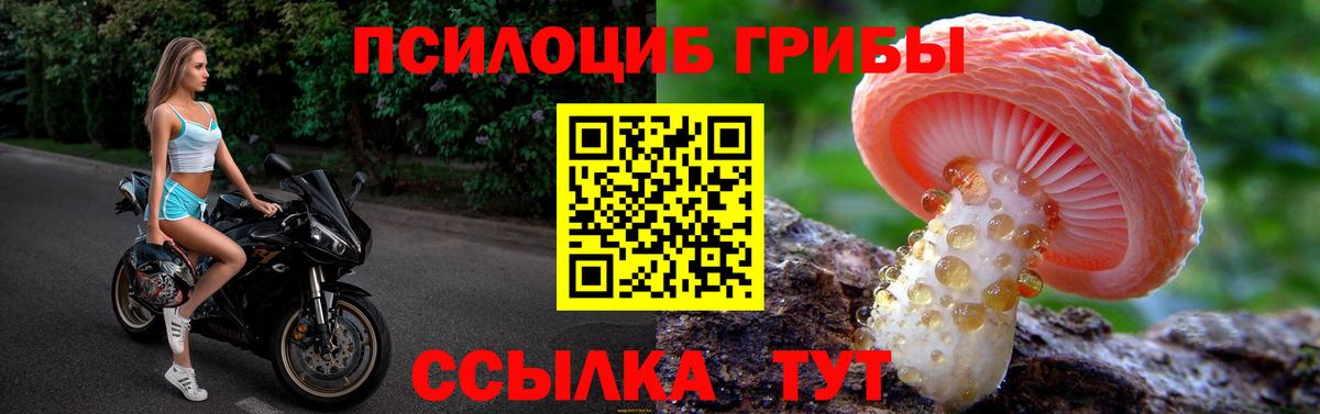 Псилоцибиновые грибы Cubensis Кинель